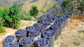 Португалия может стать крупнейшим источником автохтонных сортов винограда